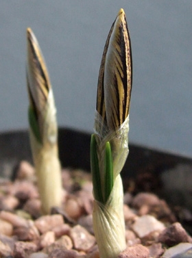 Crocuses